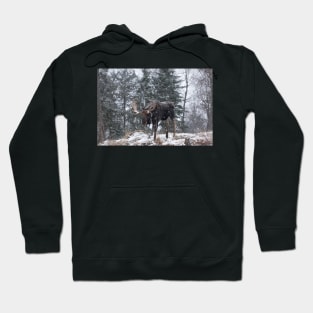 Moose in a snow snow storm Hoodie